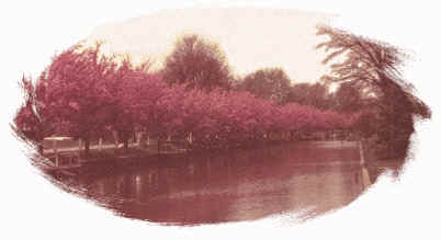 Canal with Crabapple Trees